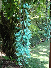 CairnsTC035 Jardin Botanique 035